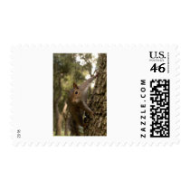 squirrel postage