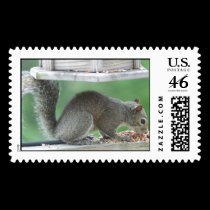 Squirrel Postage stamps