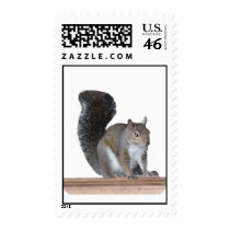 Squirrel Postage stamps