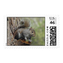 Squirrel Postage 2