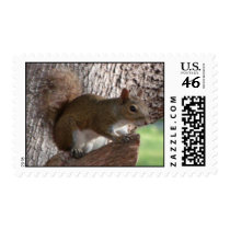 Squirrel Postage Stamp