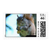 Squirrel Postage Stamp