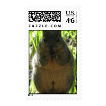 Squirrel Postage Stamp