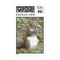 Squirrel Postage Stamps