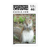 Squirrel Postage Stamps