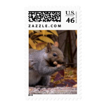 Squirrel Postage Stamps (vertical)