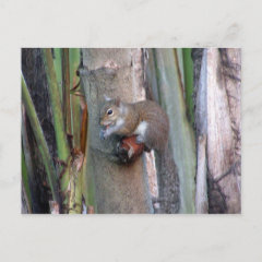 Squirrel Postcard postcard