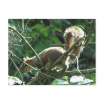Squirrel postcards by princessklb07 Squirrel postcards