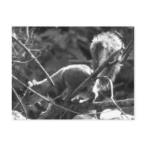 Squirrel postcards by princessklb07 Squirrel postcards