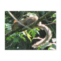 Squirrel postcards by princessklb07 Squirrel postcards