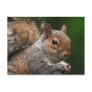 Squirrel Postcard