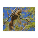 Squirrel Post Card