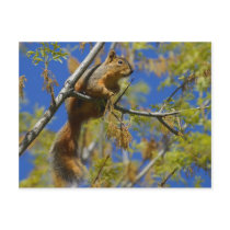 Squirrel Post Card