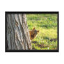 Squirrel postcard