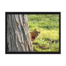 Squirrel postcard by ritmoboxer Squirrel postcard