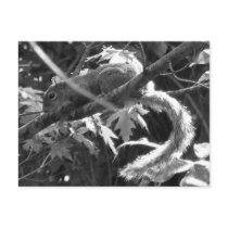 Squirrel postcards by princessklb07 Squirrel postcards