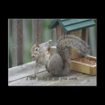 squirrel Postcard postcards
