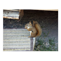 Squirrel Postcard