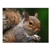 Squirrel Postcard