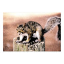 Squirrel posters