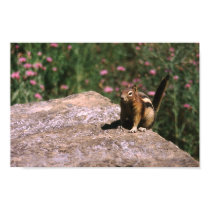 Squirrel posters by keoma Squirrel posters