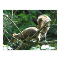 Squirrel posters