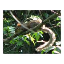 Squirrel posters