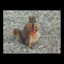 SQUIRREL posters by tina312 SQUIRREL posters