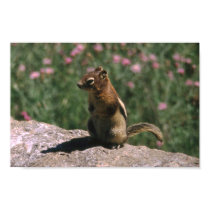 Squirrel posters by keoma Squirrel posters