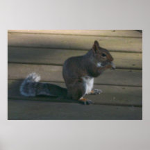 Squirrel Poster