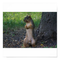 Squirrel posters