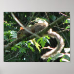 Squirrel Posters