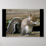 squirrel posters
