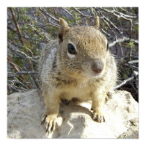 Squirrel Poster posters