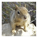 Squirrel Poster posters