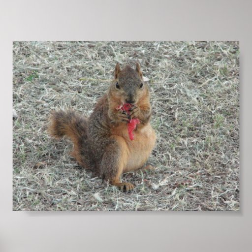 SQUIRREL PRINT | Zazzle