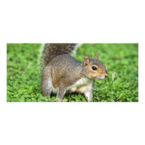 Squirrel rack card