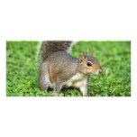 Squirrel rack card
