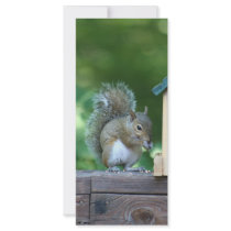 Squirrel rack cards by Diamonddust_Designs Squirrel rack cards