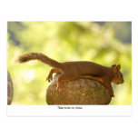 Squirrel Relaxing Post Cards