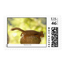 Squirrel Relaxing Postage