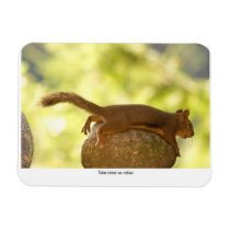 Squirrel Relaxing Magnets