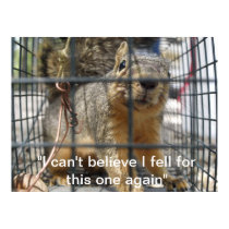 Squirrel Relocation posters