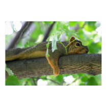 Squirrel Resting in Tree posters by mandj98 Squirrel Resting in Tree posters