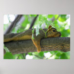 Squirrel Resting in Tree posters