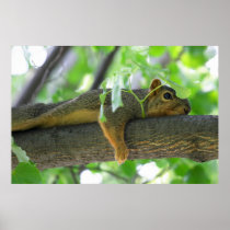Squirrel Resting in Tree Posters