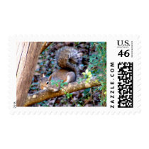 Squirrel Resting stamps