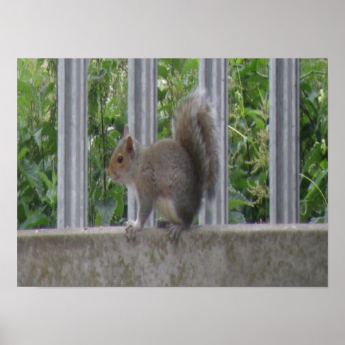 Squirrel sitting on the fence Print print