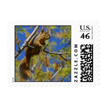 Squirrel small stamps