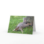 Squirrel Splat Greeting Card